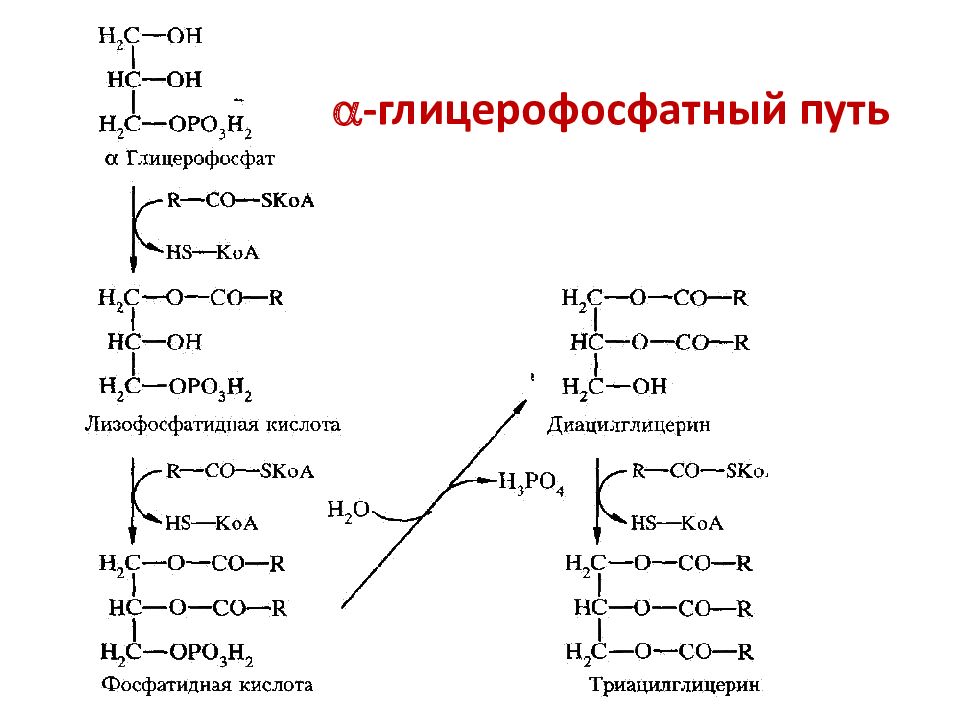 Структура глицерофосфатов и сфинголипидов. Источники Альфа глицерофосфата в жировой ткани. Альфа глицерофосфат формула. Образование глицерина и глицерофосфата в печени и жировой ткани.