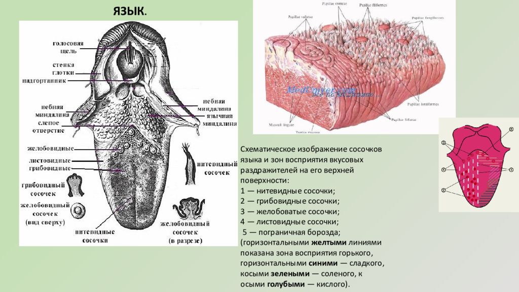 Рецепторы языка схема