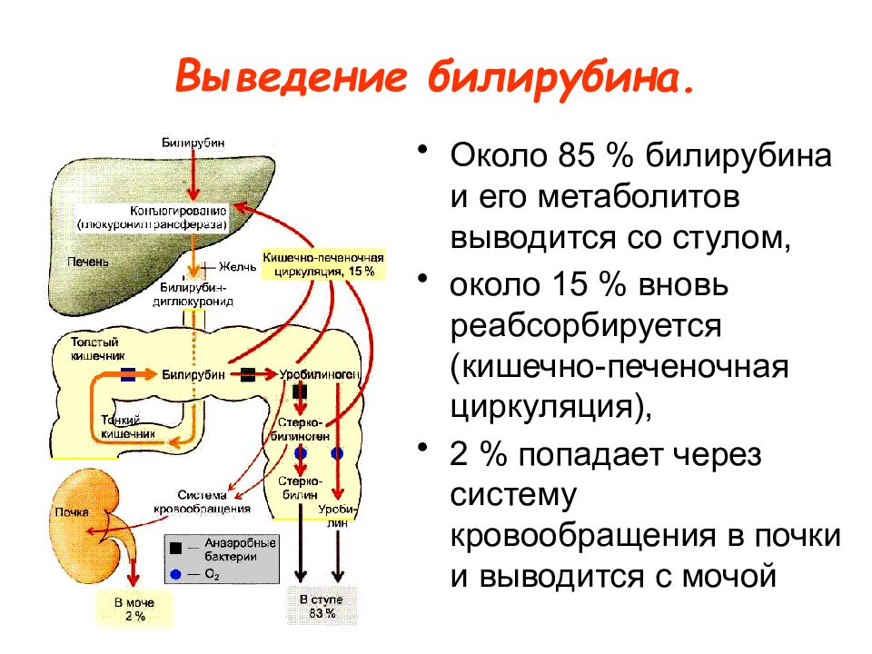 Схема реакции конъюгации билирубина