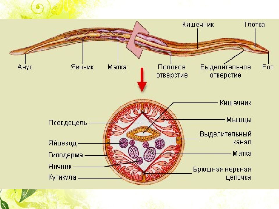 Симметрия тела плоских червей