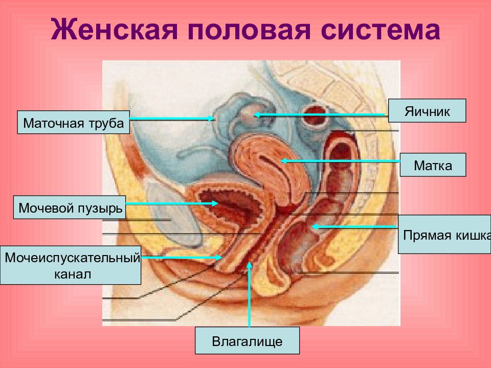 Схема половых органов женщины