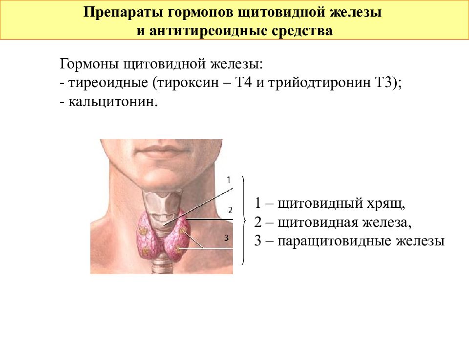 Препараты гормонов щитовидной железы презентация