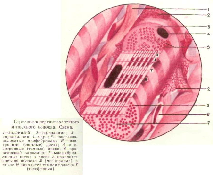 Поперечно полосатая мышечная ткань строение. Поперечно полосатая мышечная ткань структура. Строение клетки поперечно полосатая Скелетная мышечная ткань. Поперечнополосатая Скелетная мышечная ткань рисунок. Симпласт поперечно полосатой скелетной мышечной ткани рисунок.