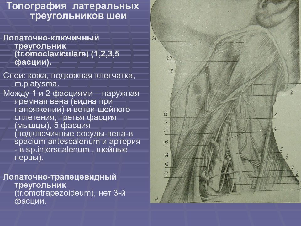 Топографическая анатомия и оперативная хирургия шеи презентация