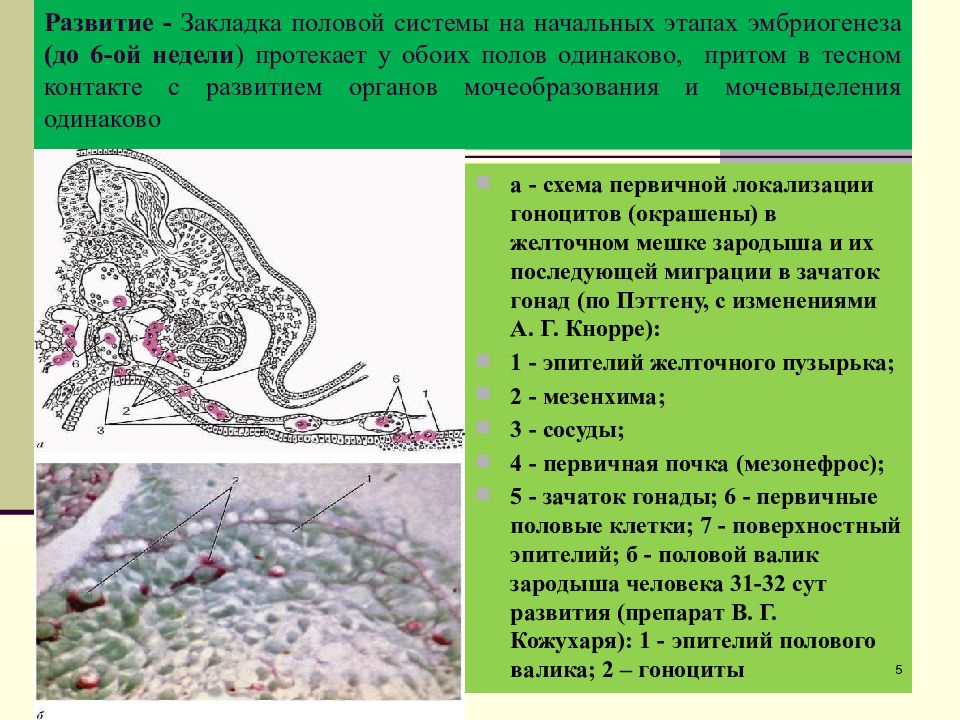 Половая система презентация