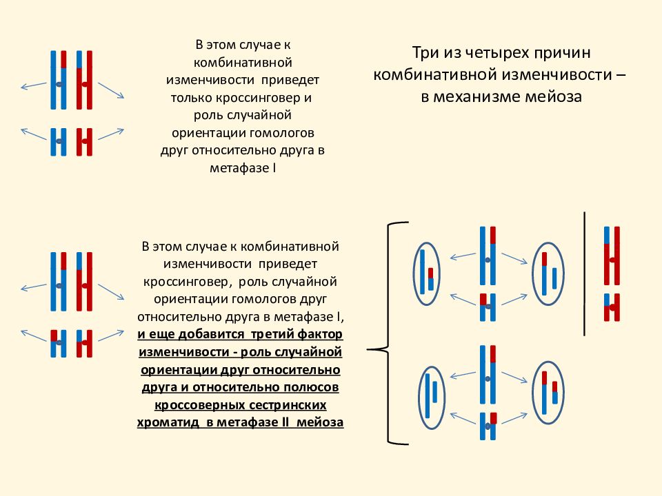 Кроссинговер обеспечивает сходство наследственной. Комбинативная изменчивость кроссинговер. Кроссинговер в комбинативной изменчивости. Кроссинговер приводит к. Механизм кроссинговера.