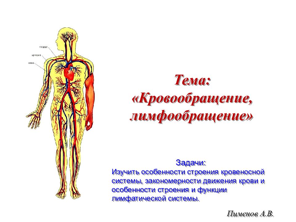 Пименов А.В. Задачи : Изучить особенности строения кровеносной системы,