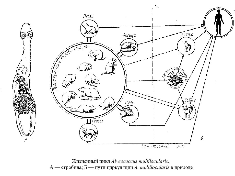 Альвеококк. Цикл развития альвеококка схема. Цикл альвеококка схема. Alveococcus multilocularis жизненный цикл. Alveococcus multilocularis цикл развития.