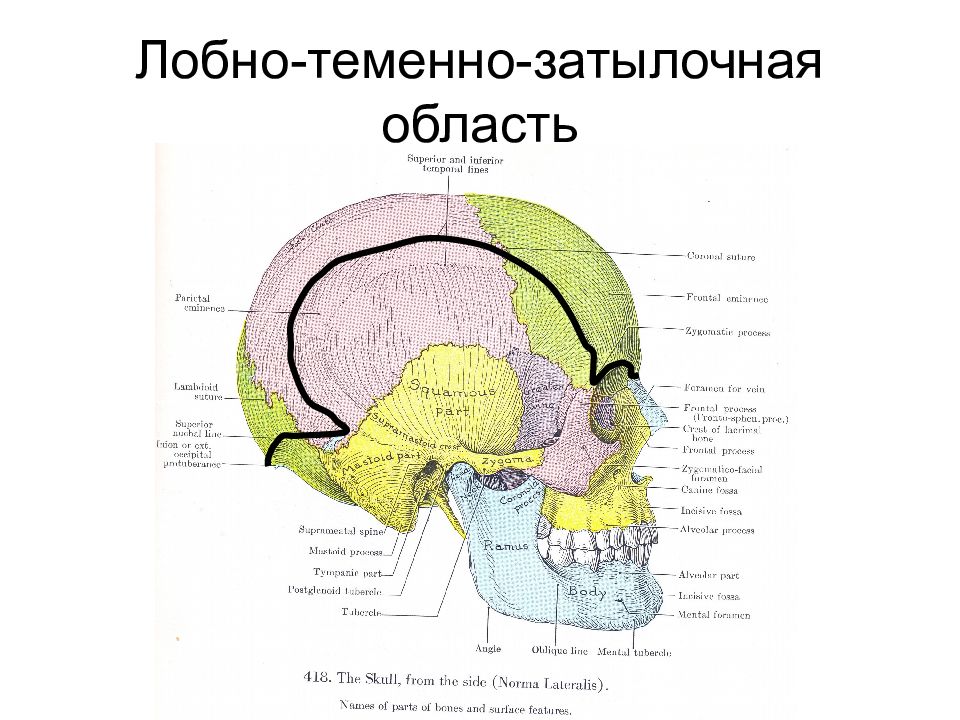 Схема черепно мозговой топографии схема кренлейна