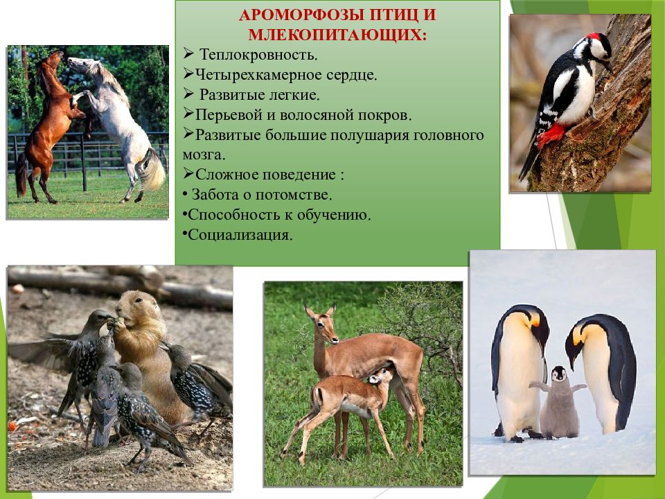 У птиц развита забота о потомстве. Ароморфозы млекопитающих. Сложное поведение млекопитающих. Ароморфоз в эволюции млекопитающих. Ароморфозы млекопитающих животных.