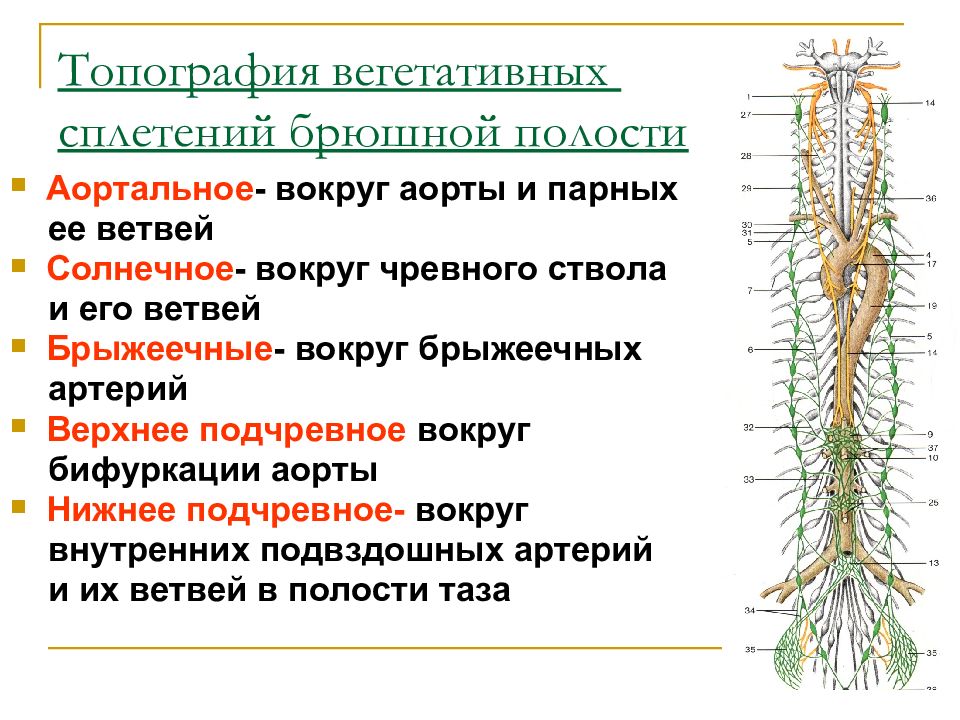 Нервные узлы и нервные стволы. Узлы симпатического ствола анатомия. Топографию центральных отделов вегетативной нервной системы. Топография нервных волокон. Схема поясничного отдела симпатического ствола.