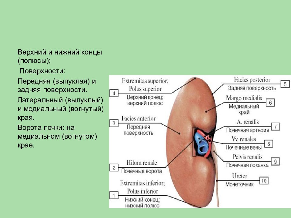 Анатомия мочевой системы презентация