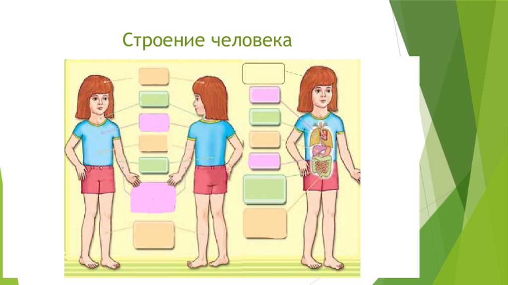 Части человека 4 класс окружающий мир. Строение человека 4 класс. Строение человека ВПР 4 класс. Строение тела человека ВПР 4 класс. Строение человека подготовка к ВПР.