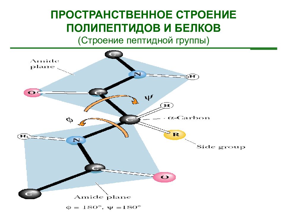 Электронное пространственное строение. Пептиды. Пространственное строение пептидной группы.. Электронное и пространственное строение пептидной группы. Пространственное строение полипептидов и белков. Пространственное строение пептидов и белков.