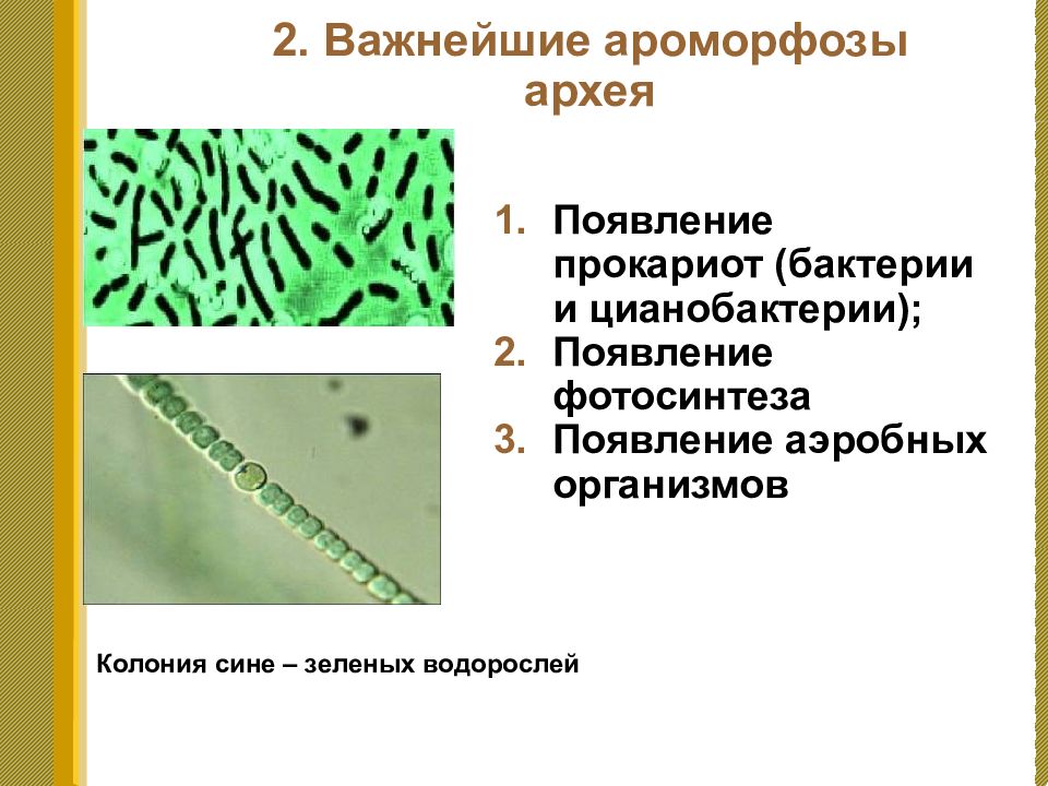 Возникновение прокариот произошло в. Бактерии цианобактерии архебактерии. Сине-зелёные водоросли архебактерии. Архей бактерии и цианобактерии. Прокариоты бактерии архебактерии цианобактерии.