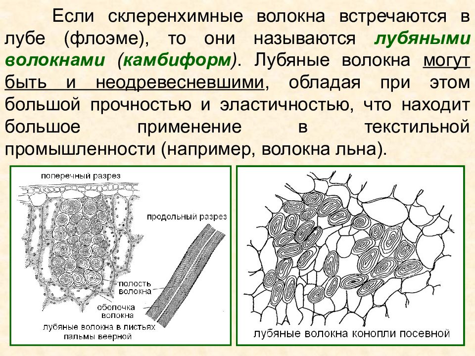 Механическая ткань стебля. Колленхима волокна лубяные. Механические ткани лубяные волокна. Склеренхима волокна и склереиды. Механическая ткань склеренхима волокна.