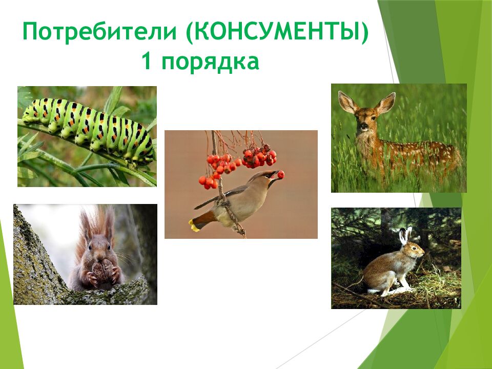 Потребители (КОНСУМЕНТЫ) 1 порядка