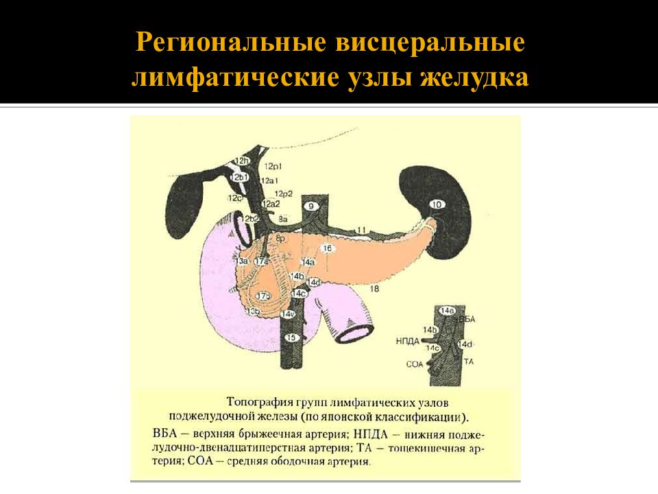 Лимфатические узлы поджелудочной железы. Классификация лимфатических узлов желудка. Группы регионарных лимфатических узлов желудка. Региональные лимфатические узлы желудка. Регионарные лимфатические узлы желудка.