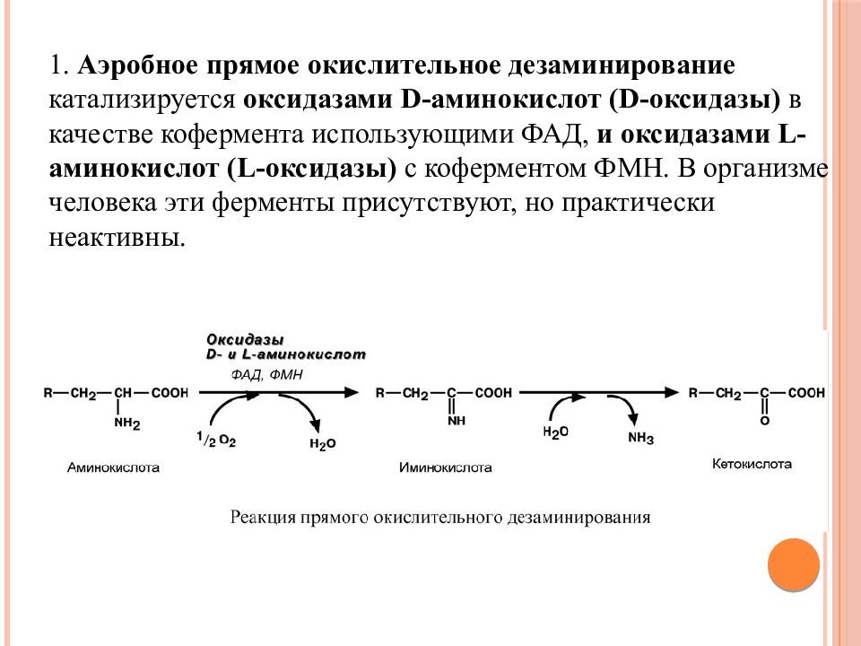 Окислительное дезаминирование схема