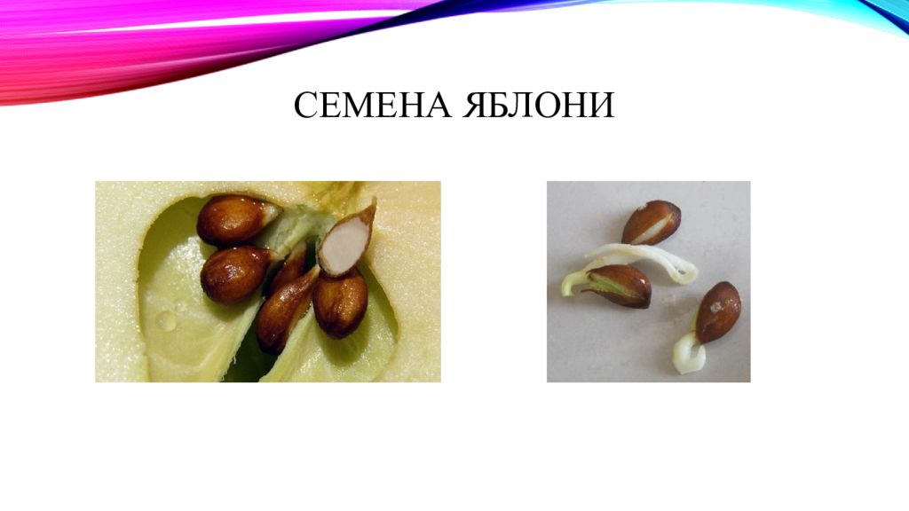 Размножение семенами. Строение семена яблока. Строение семени яблони.