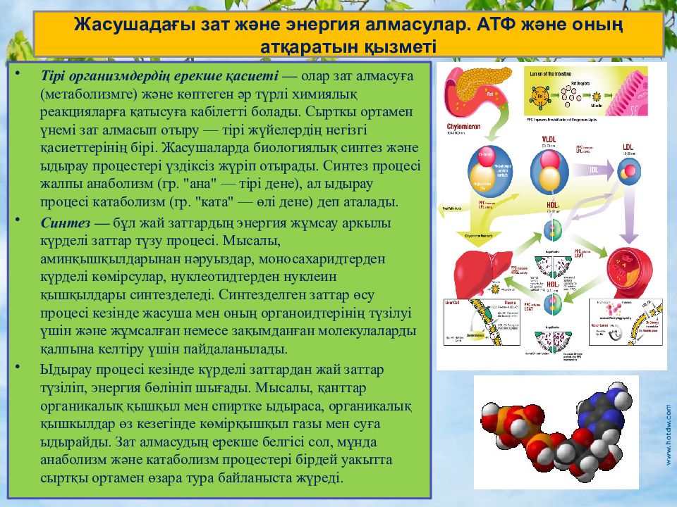 Масса алмасу процестері презентация