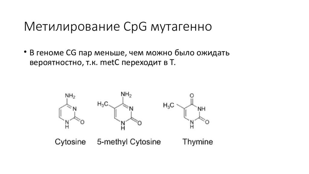 Геном пара. Метилирование глутамина. N метилирование. Степень метилирования. Что такое метилирование в организме.