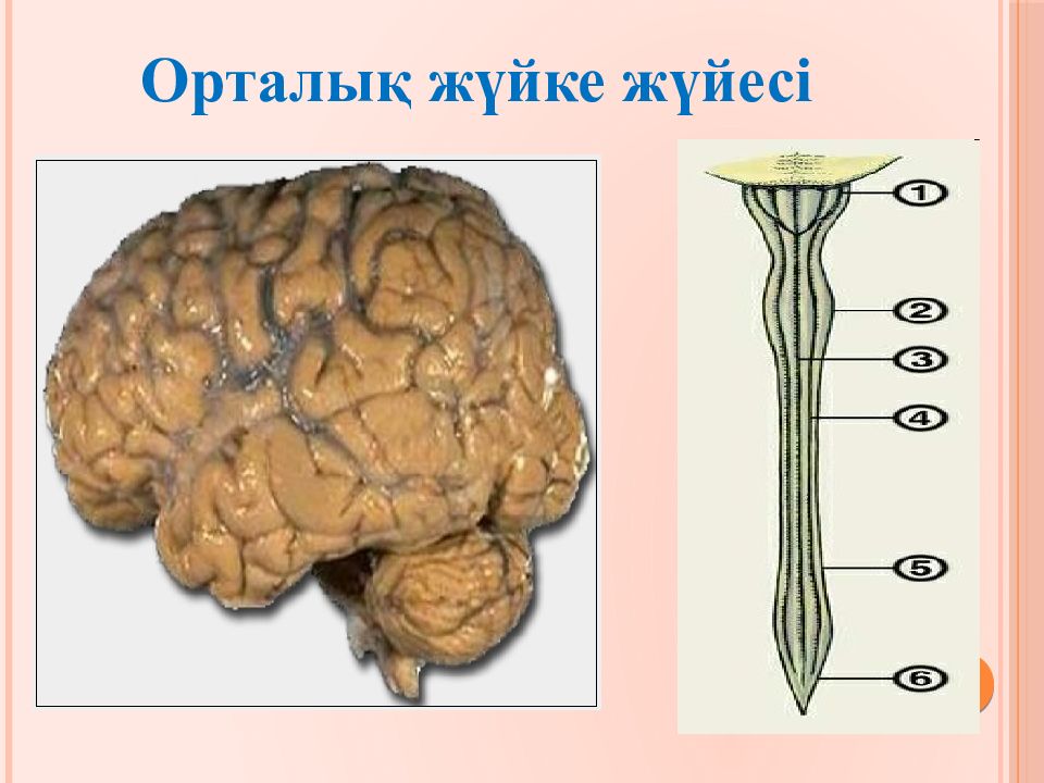 Ішкі мүшелер жұмысының жүйкелік реттелуі. Ми бөлімдері. Жүйке жүйесі дегеніміз не. А және в типті жүйке жүйелерін салыстыру.