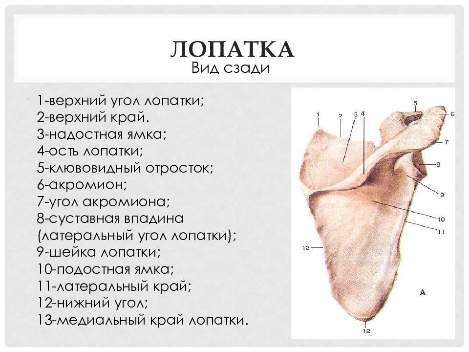 Верхний край. Строение лопатки вид спереди. Лопатка правая вид спереди и сзади. Строение лопатки спереди и сзади. Лопатка кость строение.