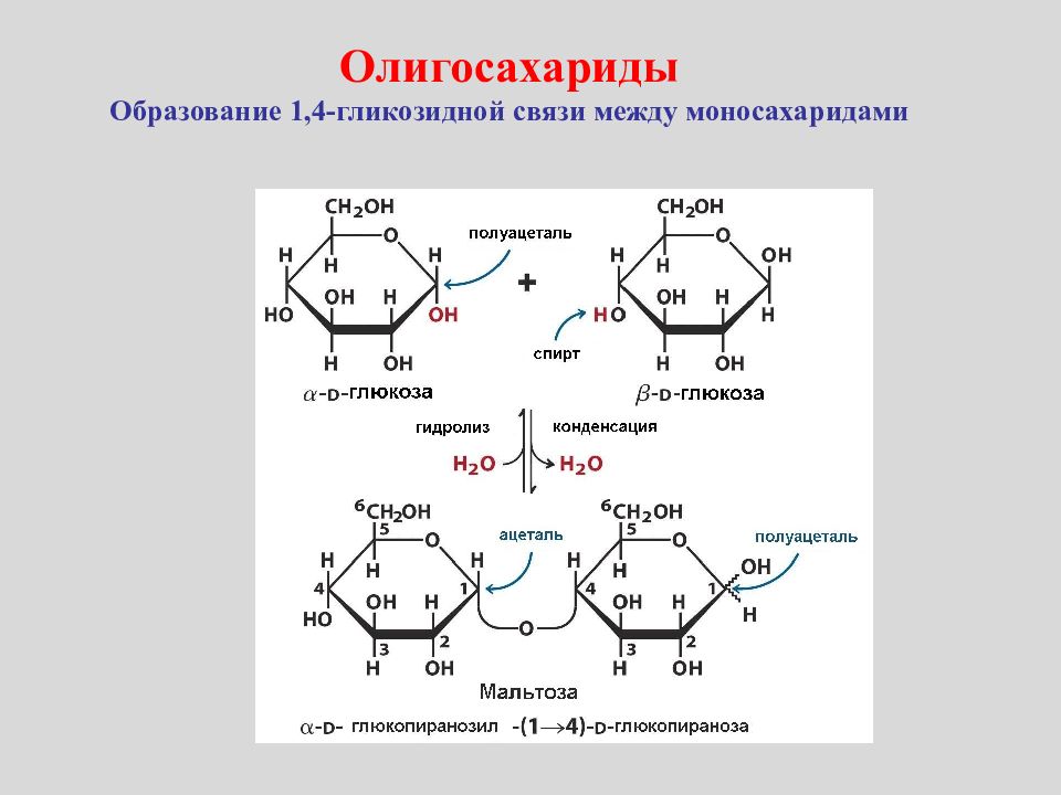 Олигосахариды. Мальтоза Тип гликозидной связи. Гликозидная связь это биохимия. Образование n-гликозидной связи. Лактоза Тип гликозидной связи.