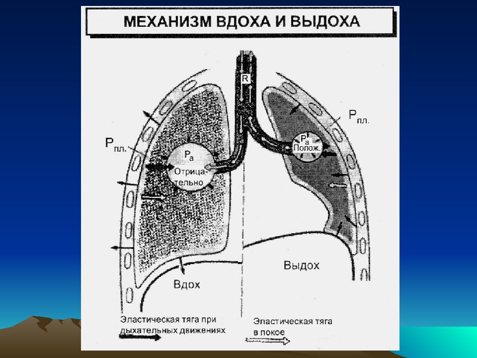 Что происходит у человека во время выдоха. Механизм вдоха схема. Схема процесса вдоха и выдоха. Механизм вдоха и выдоха. Процессы при вдохе и выдохе.