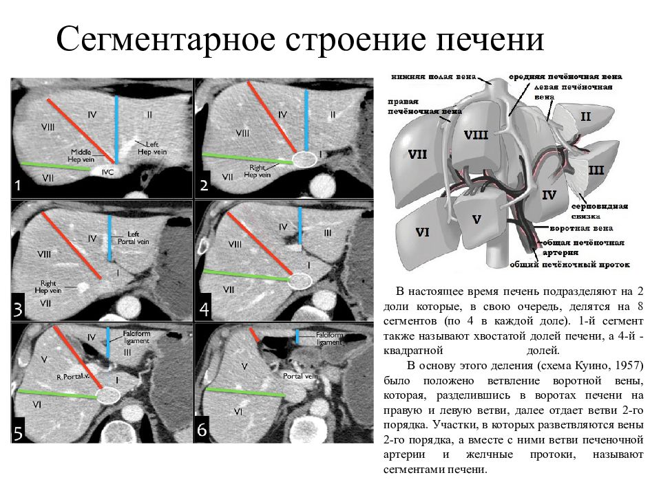 Доли печени анатомия схема