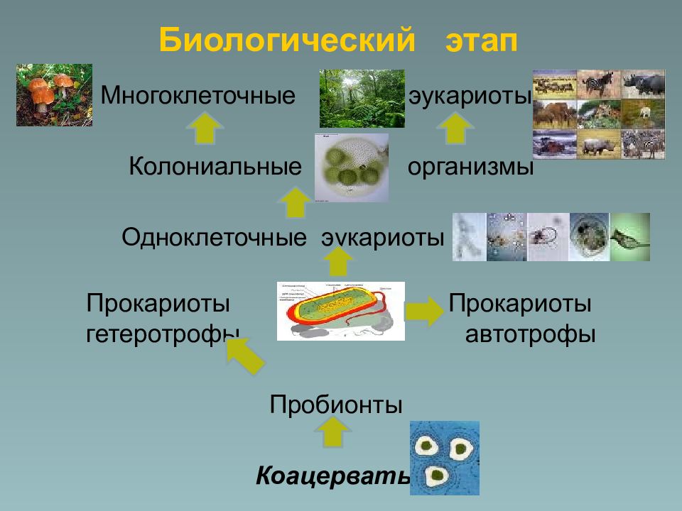 Презентация разнообразие организмов 5 класс