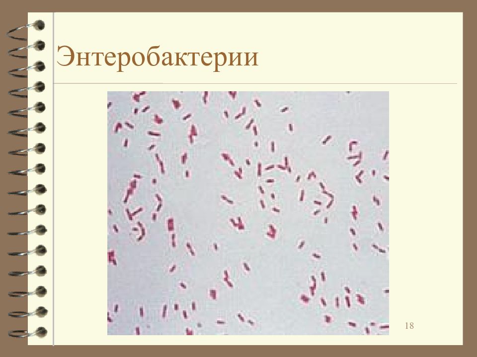 Презентация энтеробактерии микробиология