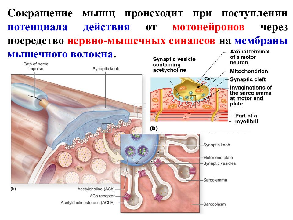 Уменьшение мышц. Что происходит при сокращении мышц. При сокращении мышцы. Блокада нервно мышечного синапса. Сокращение мышцы что происходит.