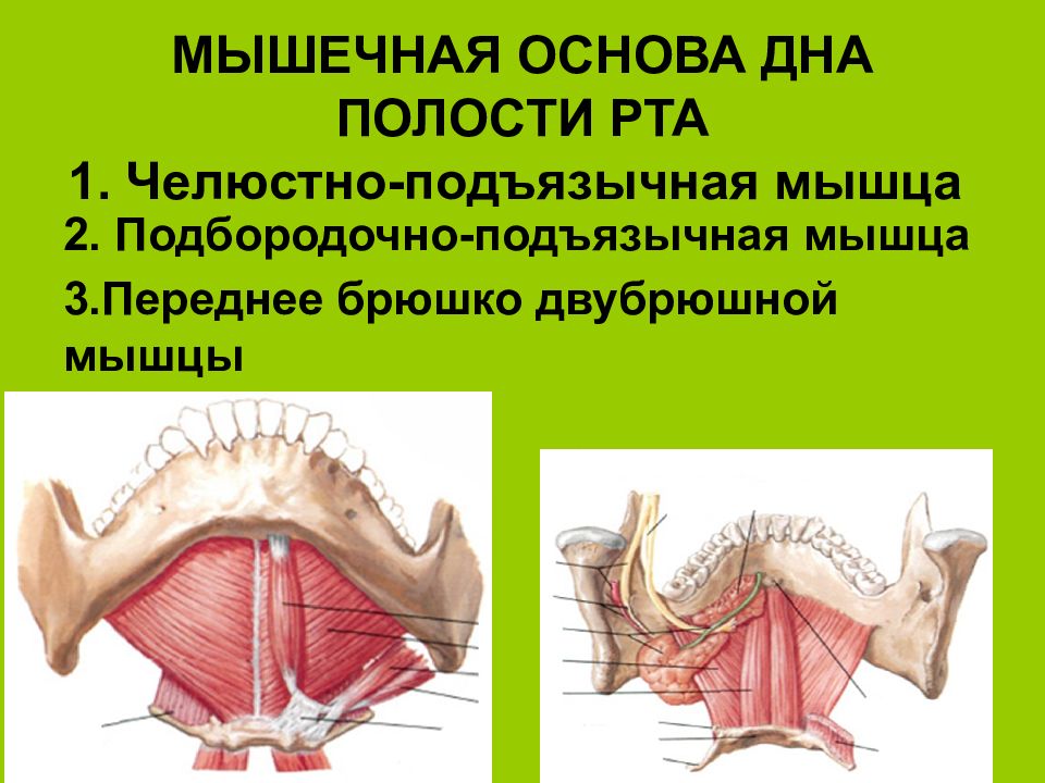 Рта 1. Дно полости рта анатомия строение. Мышцы образующие дно ротовой полости. Мышцы диафрагмы ротовой полости. Мышцы дна ротовой полости анатомия.