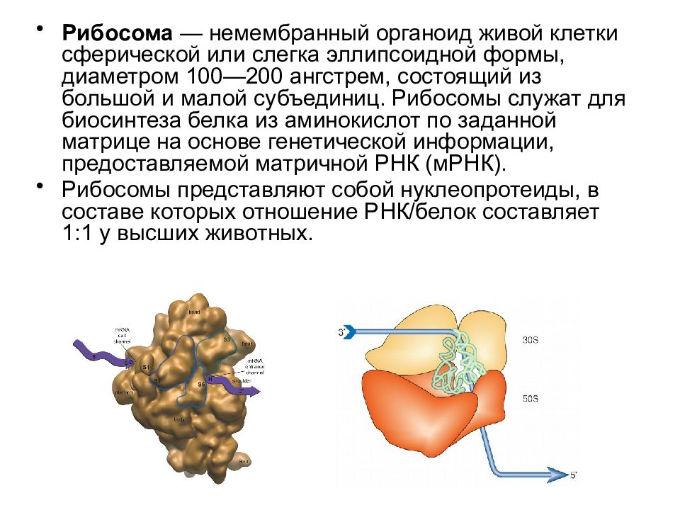 Синтез рибосом. Функции активных центров рибосом. Сборка рибосомы схема. А центр рибосомы функция. Образование функционально активной рибосомы.