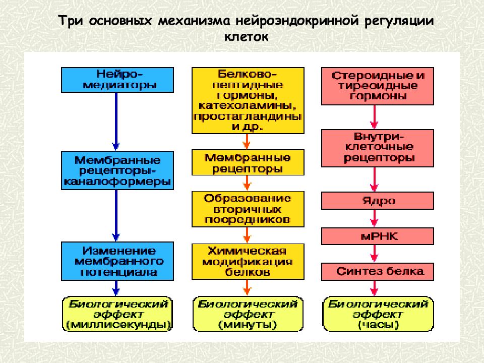 Регуляция клетки. Механизмы регуляции клеточной активности. Регуляция химической активности клетки. Регуляторные механизмы клетки. Укажите механизмы регуляции клетки.