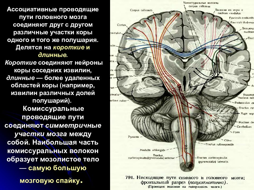 Проводящие системы головного мозга. Проводящие пути ассоциативные комиссуральные проекционные. Проводящие пути центральной нервной системы таблица. Комиссуральные проводящие пути головного мозга. Проводящие пути ЦНС ассоциативные комиссуральные.