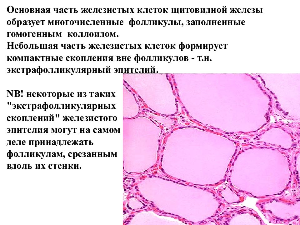 Коллоид щитовидной железы. Клетки щитовидной железы гистология. Периферическая эндокринная система гистология. Эндокринные железы гистология. Классификация гормонов гистология.