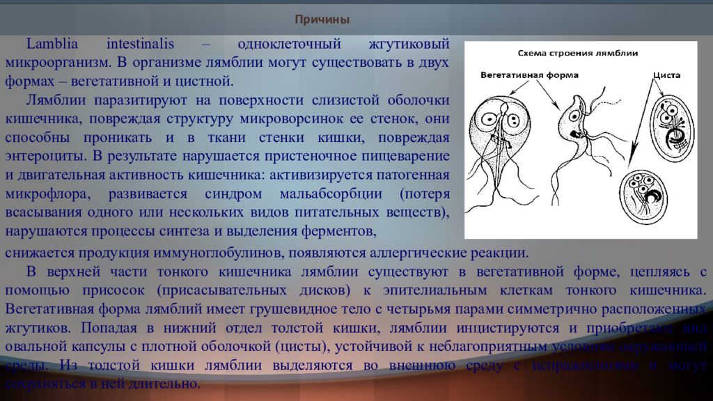 Лямблии у детей симптомы. Лямблиоз вегетативная форма. Вегетативные формы лямблий паразитируют в. Ыегетативная Фома лямблии.