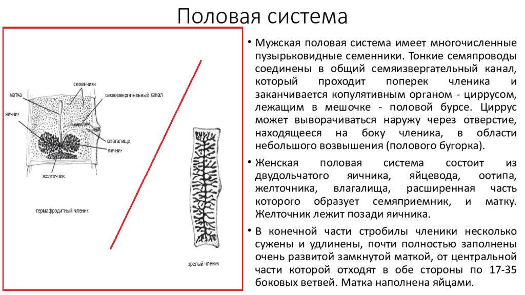 Общая характеристика цестод. Общая морфология цестод. Строение покровов цестод. Строение тегумента цестод. Строение нервной системы цестод.