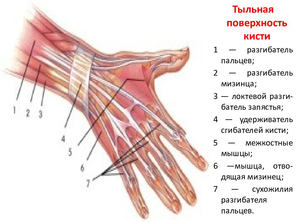 Мышцы кисти ладонная поверхность
