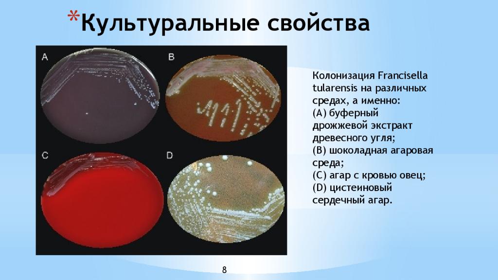 Среда род. Туляремия культуральные свойства. Питательные среды для культивирования Francisella tularensis. Франциселла туляренсис культуральные свойства. Туляремия на питательных средах.