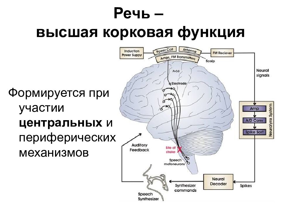 Нейрофизиология картинки для презентации