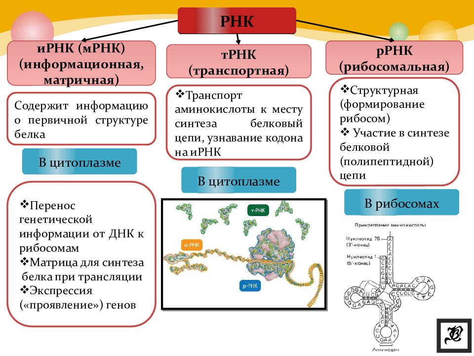 Днк рнк атф. Структура и функции ТРНК МРНК РРНК. Строение и функции МРНК, ТРНК, РРНК. Структура информационной РНК. Структура ИРНК.