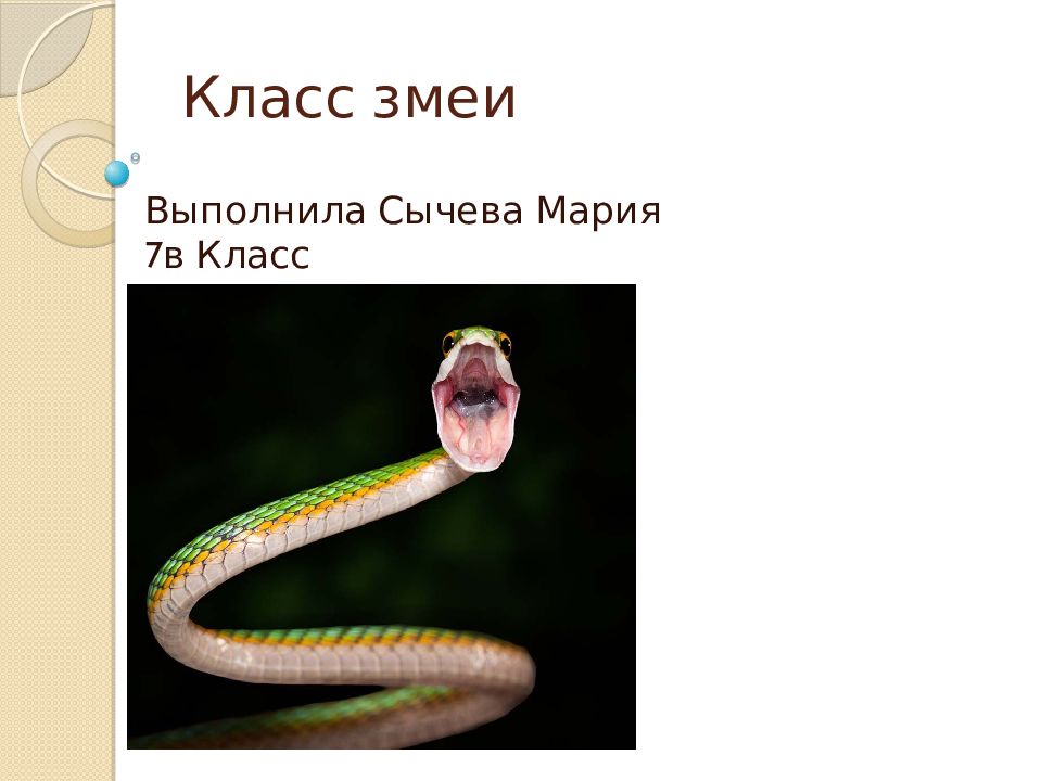 Змеи биология 7 класс. Змеи класс. Змеи презентация. Презентация про змей 1 класс.