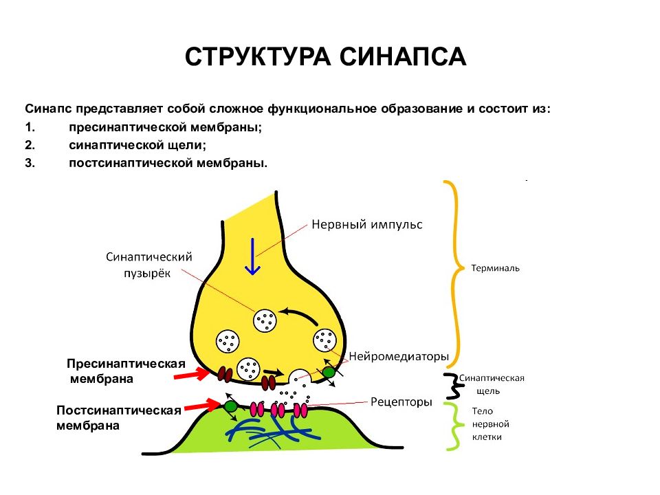 Схема химического синапса