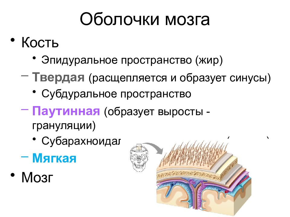 Пространства мозга. Эпидуральное и субдуральное пространство. Оболочки мозга. Оболочки мозга и пространства. Оболочки и пространства головного мозга.