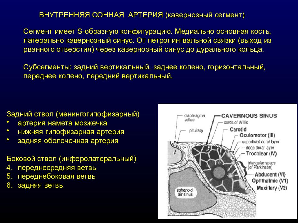 Сегменты внутренних артерий