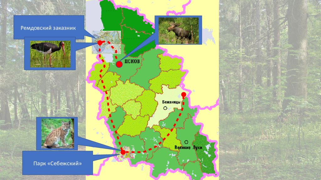 Себежский заповедник псковской области карта